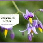 Order Celastrales