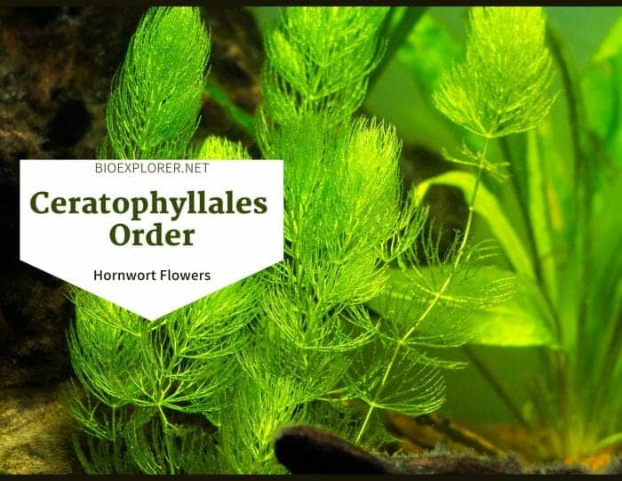 Order Ceratophyllales