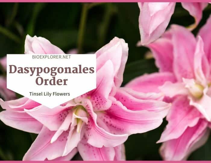 Order Dasypogonales