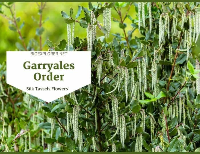 Order Garryales