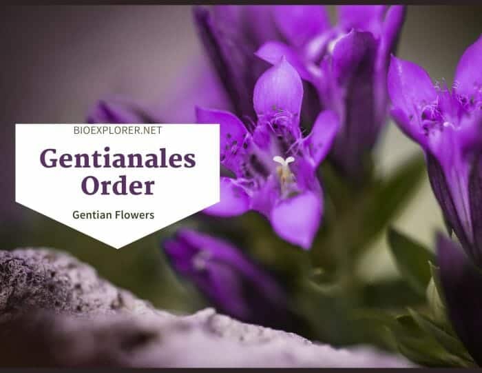 Order Gentianales