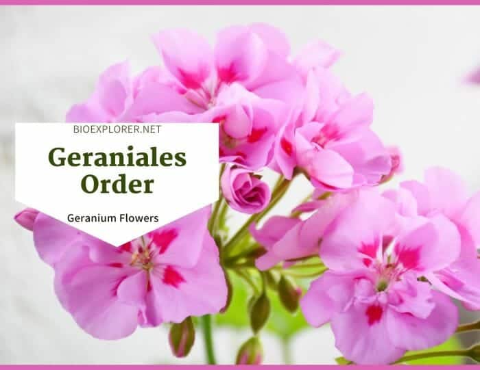 Order Geraniales