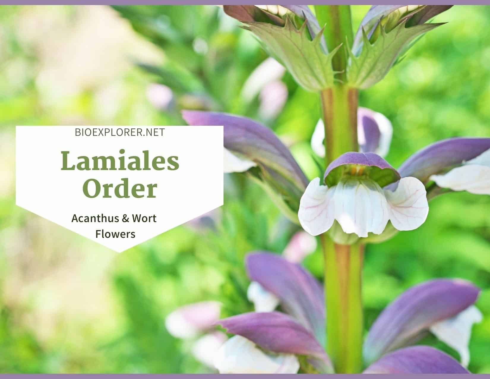 Order Lamiales