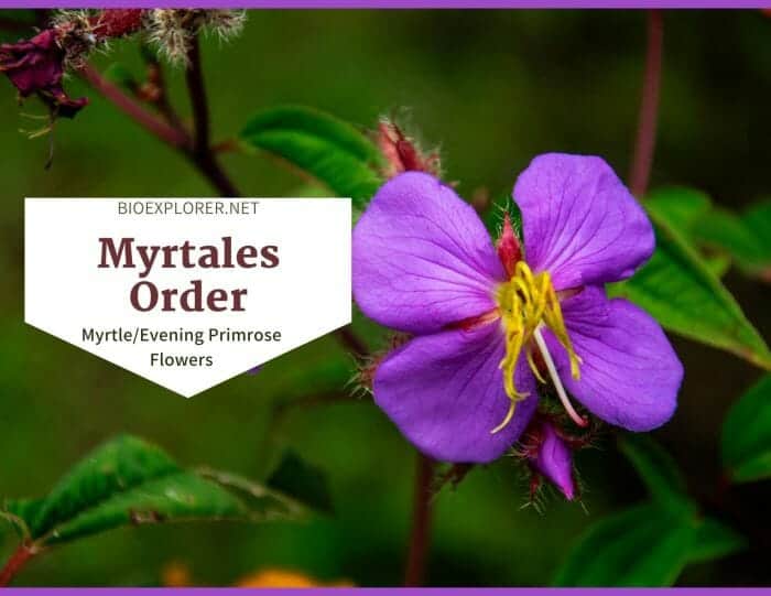 Order Myrtales