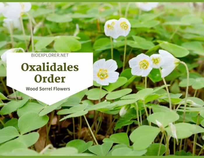 Order Oxalidales