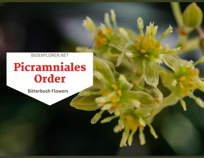 Order Picramniales