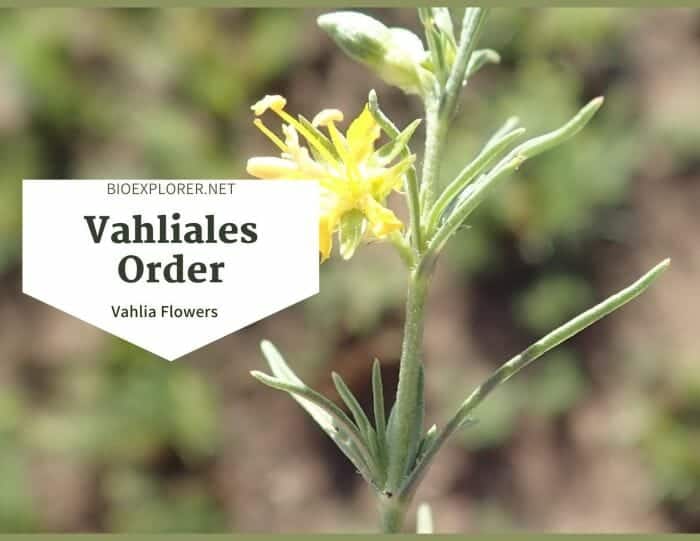 Order Vahliales