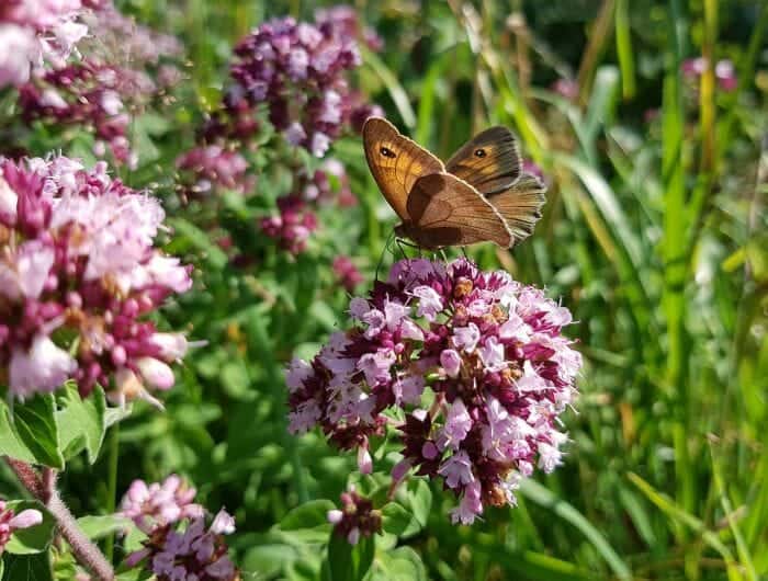 Origanum Majorana