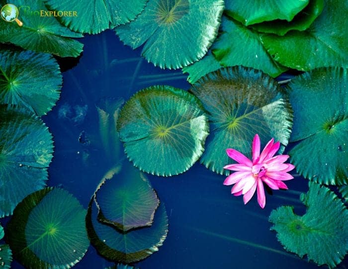 Origins and Significance Of Water Lilies