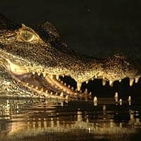 Orinoco Crocodile