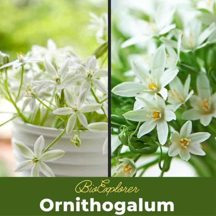 Ornithogalum