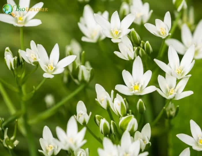 Ornithogalum Flowers