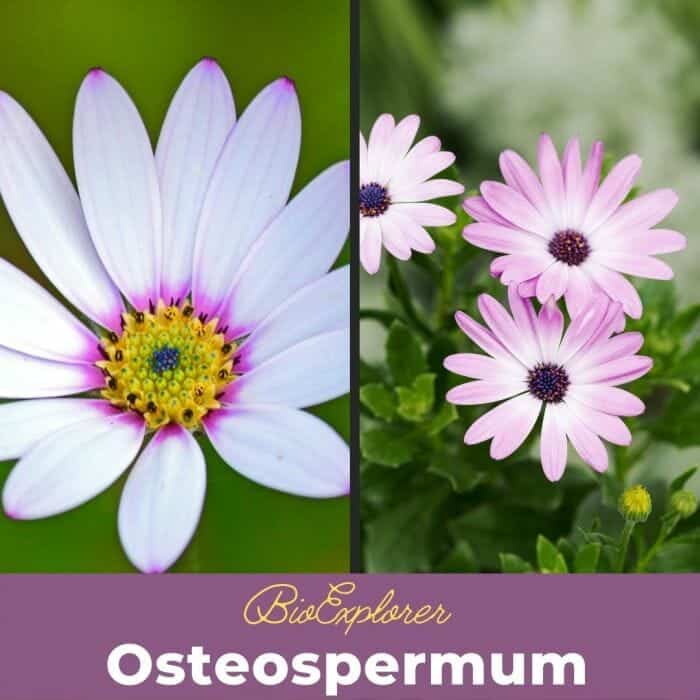 Osteospermum