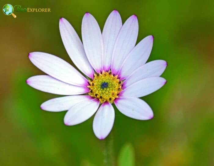 Osteospermum Flower