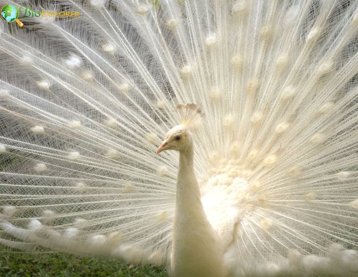 Other Albino Birds