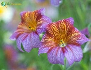 Painted Tongue Salpiglossis Sinuata