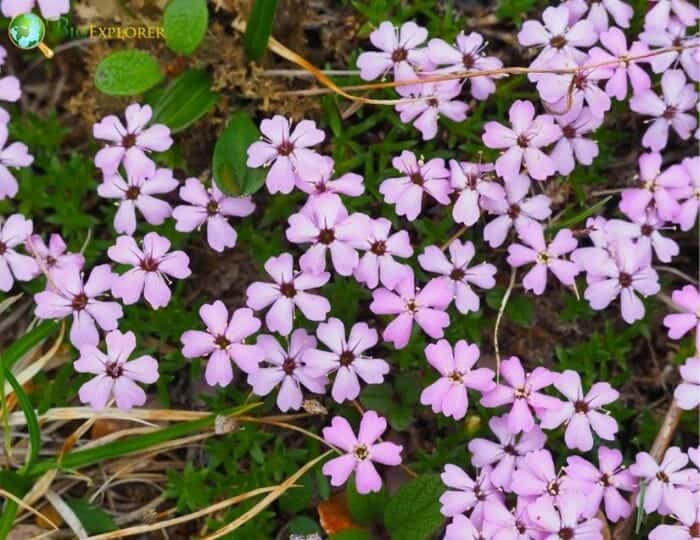 Pale Pink Saxifrages