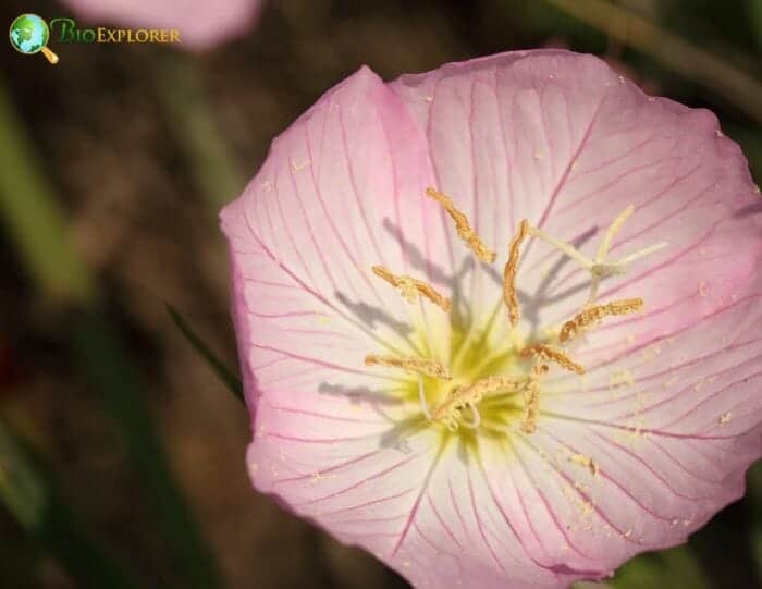 Pale Pink Evening Primroses