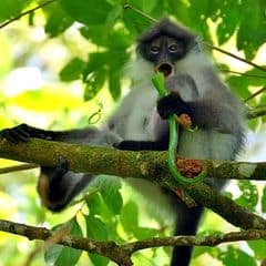 Pale-thighed Langur