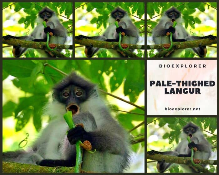 Pale-thighed Langur