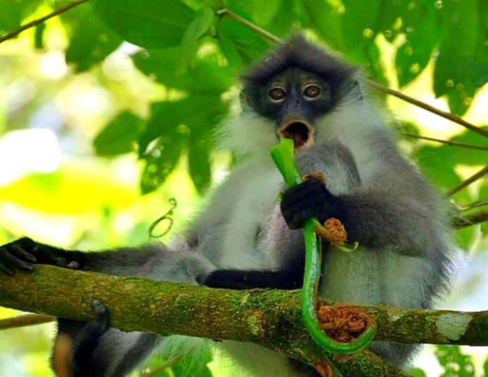 Pale Thighed Langur