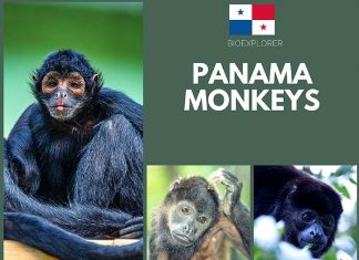 Panama Monkeys