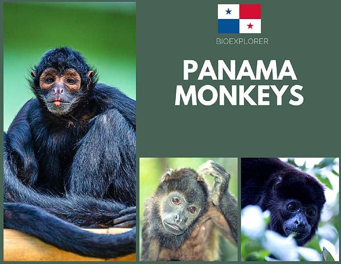 Panama Monkeys