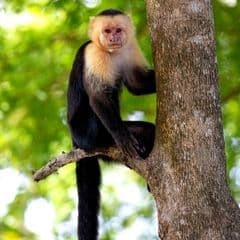 Panamanian White-faced Capuchin