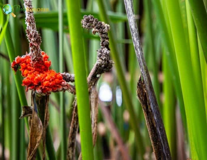 Pandanales Flowers and Reproduction