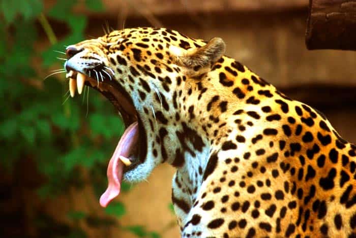 Panthera Onca