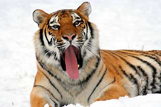 Siberian Tiger (Panthera tigris altaica)