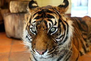 Malayan Tiger (Panthera tigris jacksoni)