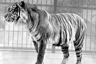 Javan Tiger (Panthera tigris sondaica)