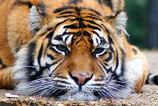 Sumatran Tiger (Panthera tigris sumatrae)