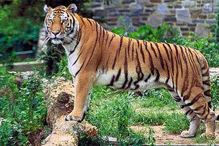 Bengal Tiger (Panthera tigris tigris)