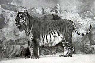 Caspian Tiger (Panthera tigris virgata)