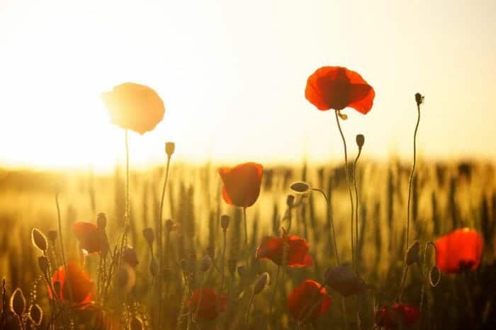 Papaver Somniferum