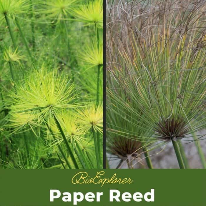 Paper Reed