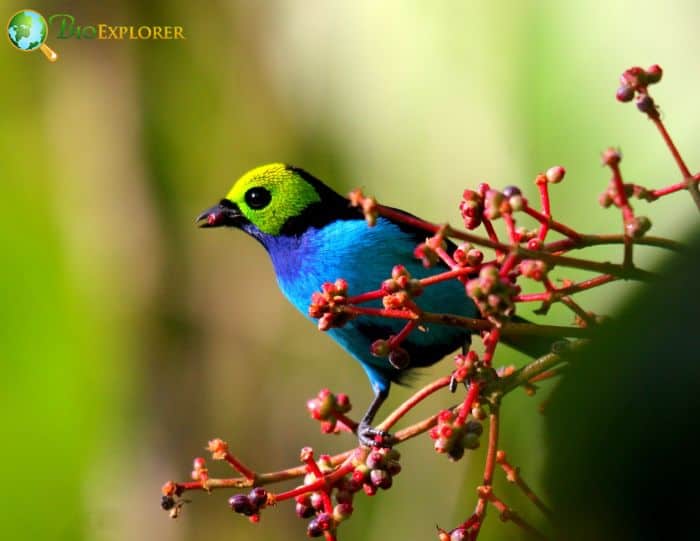 Paradise Tanager In Rainforests