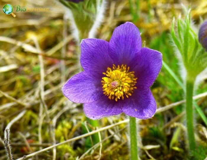 Pasque Flower