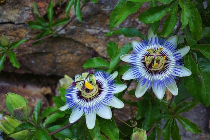 Passiflora Edulis