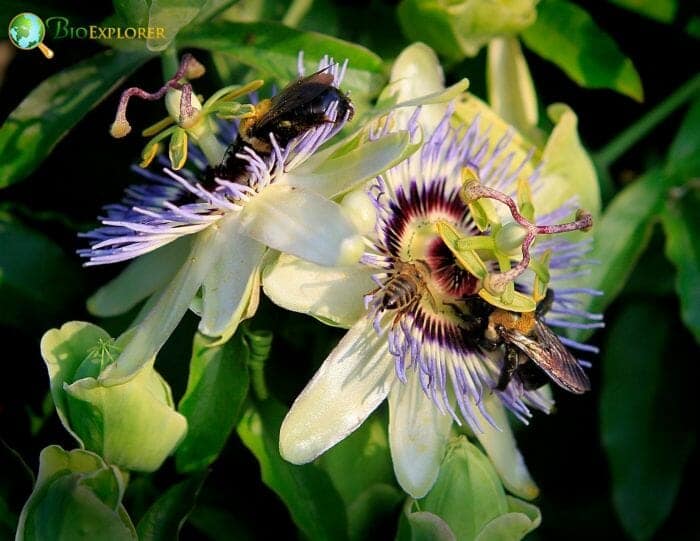 Passion Flowers