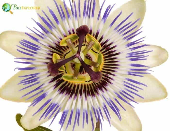 Passionflower