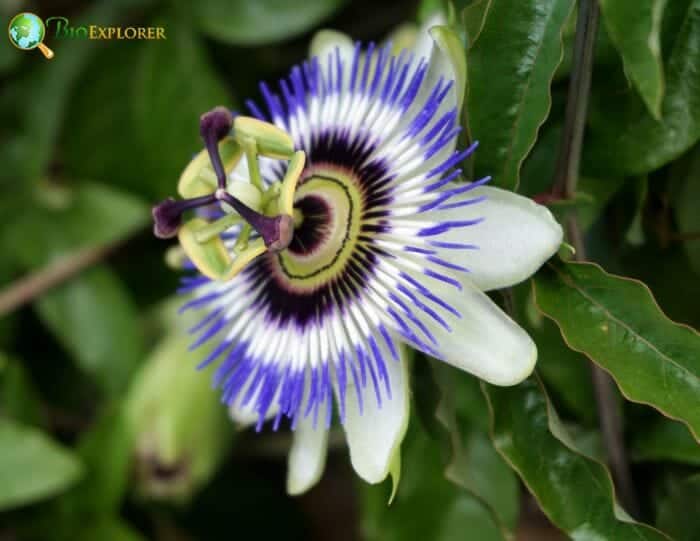 Passionflower Flower