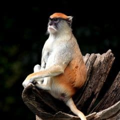 Patas Monkey