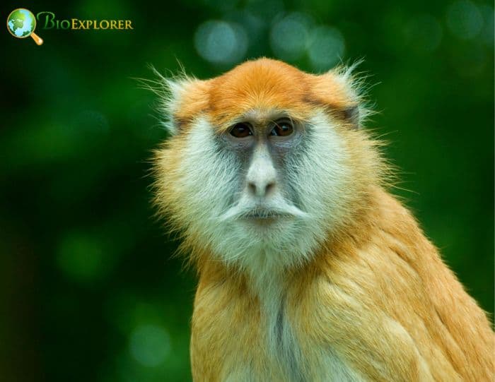 Patas Monkey