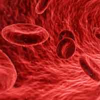 Red Blood Cells