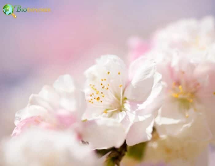 Peach Blossom