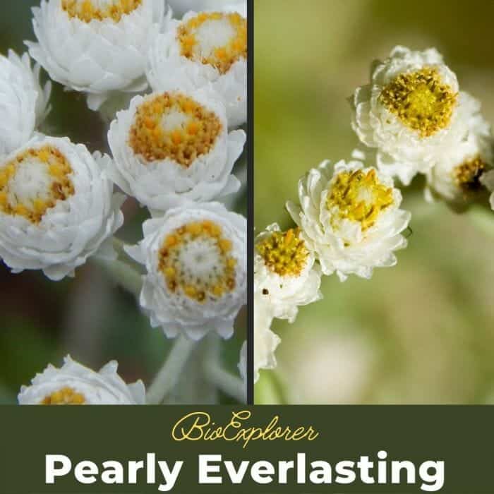 Pearly Everlasting