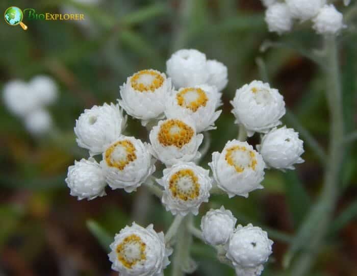 Pearly Everlasting